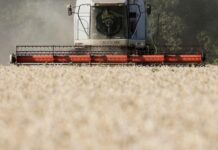 Blocage des céréales en Ukraine : l’UE accuse Moscou de « crime de guerre »