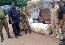 Télimélé: saisie d’une importante quantité de chanvre indien par la gendarmerie