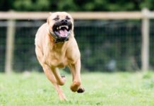 Comment réagir en cas d’attaque de chien ? Voici quelques conseils