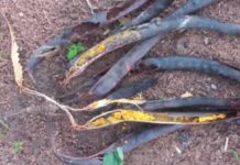 Les bienfaits du néré pour la santé