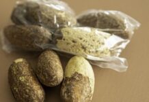 Les bienfaits du petit cola pour la santé