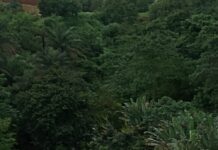 Tribune : Kakimbo, la Venise de Conakry, un trésor à réinventer (Par Aly Kaba Diakité)